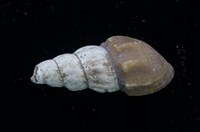 藏品(塔蜷)的圖片